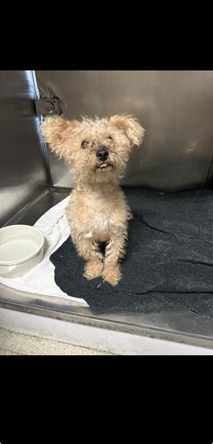 Shelter Stray Male Dog last seen Near BLOCK TIDEWAY DRIVE, 1590 Fortmann Way, Alameda, CA 94501, USA
