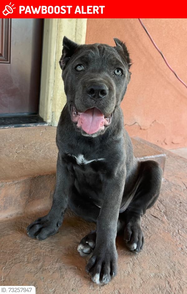 Lost Female Dog last seen Between vineyards, N Lower Sacramento Rd, CA 95258