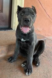 Lost Female Dog last seen Between vineyards, N Lower Sacramento Rd, CA 95258