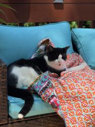 Lost Male Cat last seen Spring Lake ests, Rockford, IL 61114