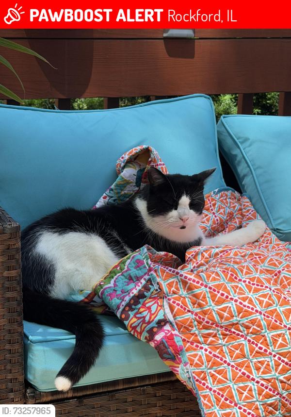 Lost Male Cat last seen Spring Lake ests, Rockford, IL 61114