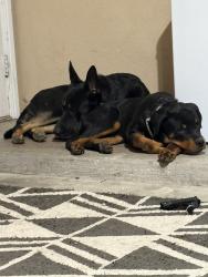 Reunited Male Dog last seen Beachview lane, Fort Worth, TX 76179