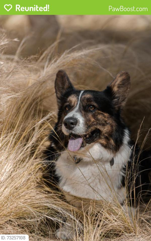 Reunited Male Dog last seen Near Landing Ave San Mateo, CA, San Mateo, CA 94403