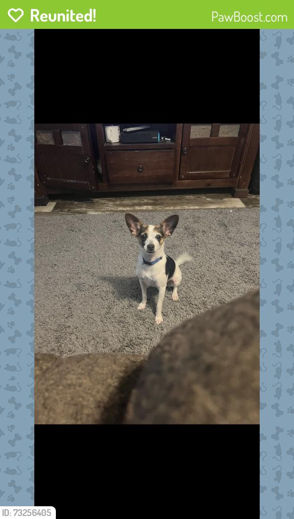 Reunited Male Dog last seen 113th & ida st, Omaha, NE 68164