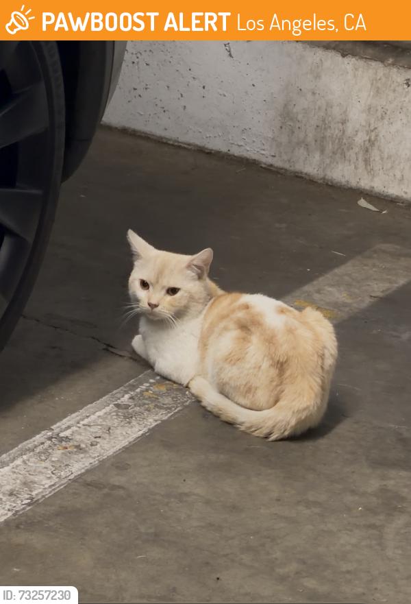 Found/Stray Unknown Cat last seen 3rd Street & Virgil, Los Angeles, CA 90004