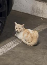 Found/Stray Unknown Cat last seen 3rd Street & Virgil, Los Angeles, CA 90004