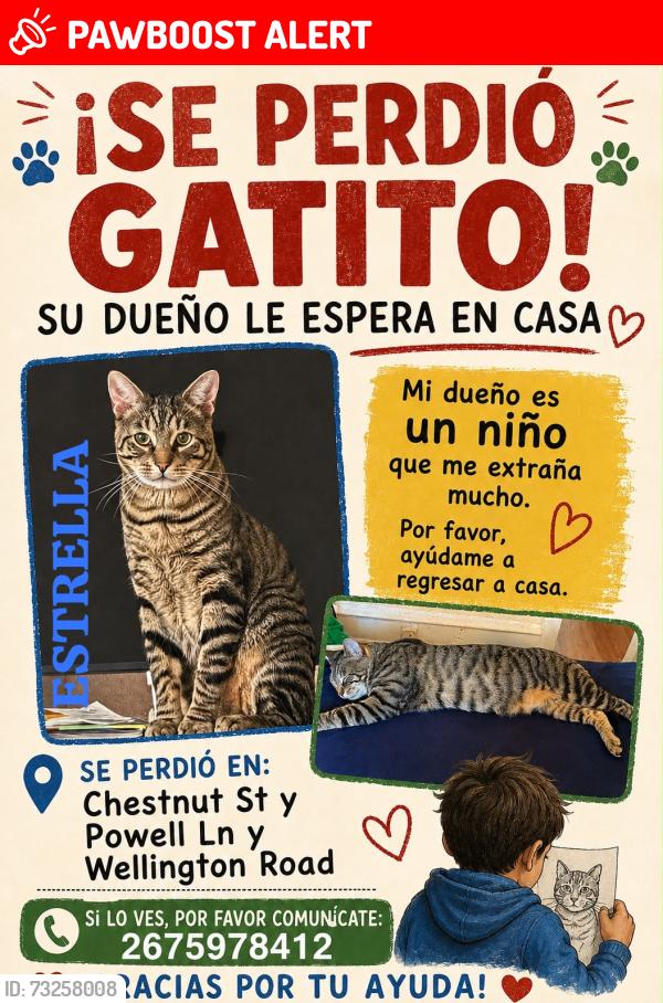 Lost Male Cat last seen Millboure, Upper Darby Township, PA 19082