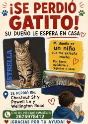 Lost Male Cat last seen Millboure, Upper Darby Township, PA 19082