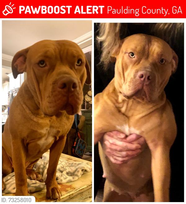 Lost Female Dog last seen High Shoals Road, Dallas, GA, Paulding County, GA 30132