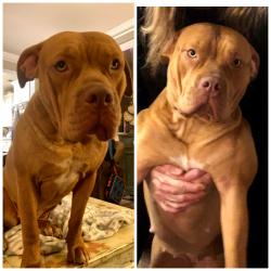 Lost Female Dog last seen High Shoals Road, Dallas, GA, Paulding County, GA 30132