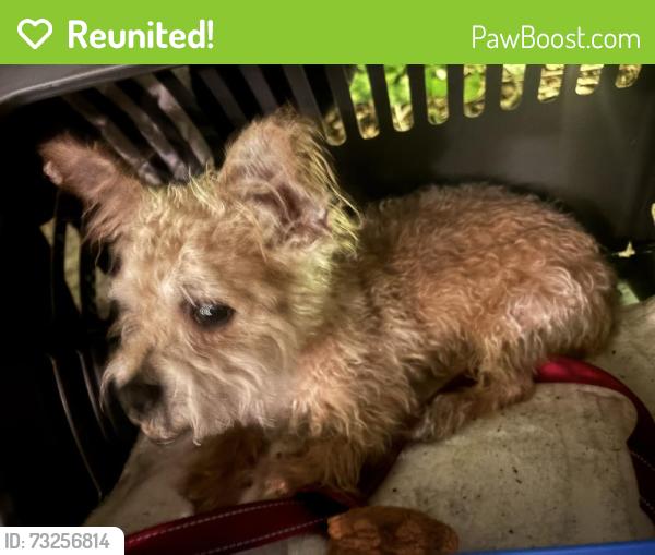 Reunited Male Dog last seen Near universal studios Orlando, Orlando, FL 32819