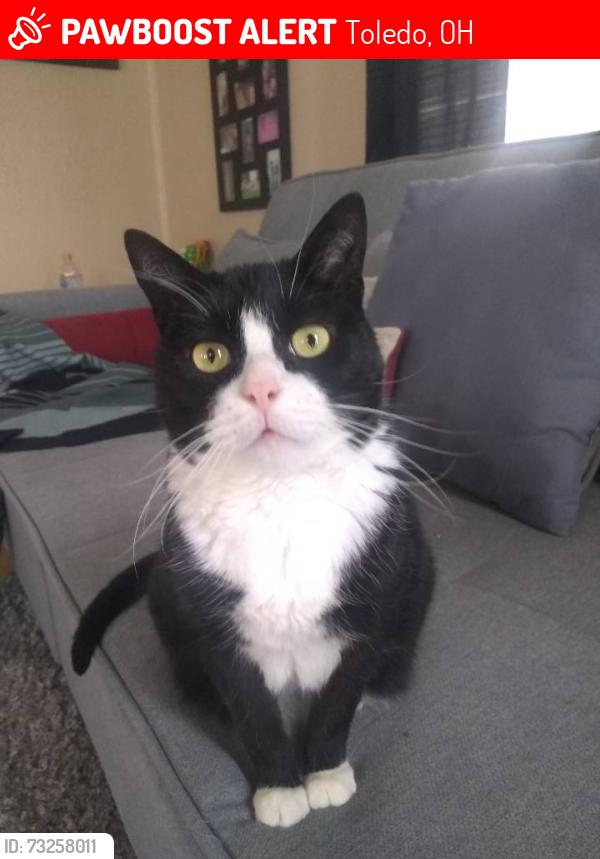 Lost Male Cat last seen Eleanor and walker ave, Toledo, OH 43612