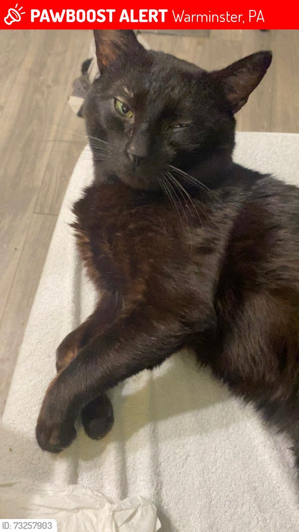 Lost Male Cat last seen Near Meetinghouse Road, Warminster, PA 18974, Warminster, PA 18974