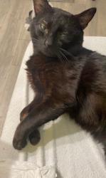 Lost Male Cat last seen Near Meetinghouse Road, Warminster, PA 18974, Warminster, PA 18974