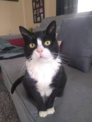 Lost Male Cat last seen Eleanor and walker ave, Toledo, OH 43612