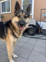 Reunited Male Dog last seen Welch park, San Jose, CA 95122