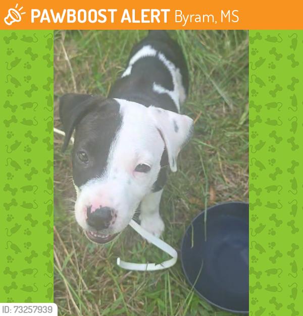 Found/Stray Female Dog last seen At my address scratching on the door, Byram, MS 39272