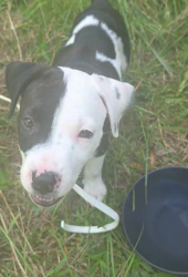 Found/Stray Female Dog last seen At my address scratching on the door, Byram, MS 39272