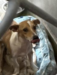 Lost Male Dog last seen Frost Rd, Edgewood, NM 87015