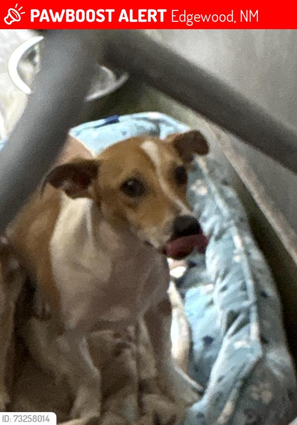 Lost Male Dog last seen Frost Rd, Edgewood, NM 87015