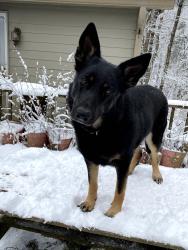 Lost Female Dog last seen Auborn Trivette Road, Sugar Grove, NC 28679