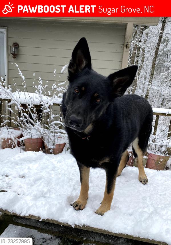 Lost Female Dog last seen Auborn Trivette Road, Sugar Grove, NC 28679