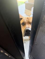 Found/Stray Male Dog last seen Deer creek dr, Sacramento, CA 95823
