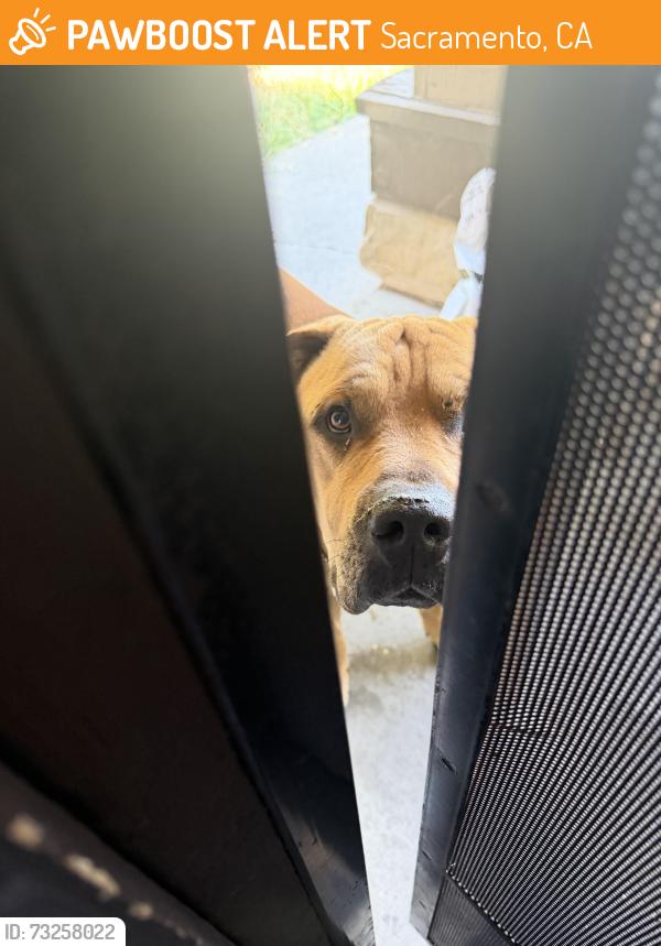Found/Stray Male Dog last seen Deer creek dr, Sacramento, CA 95823