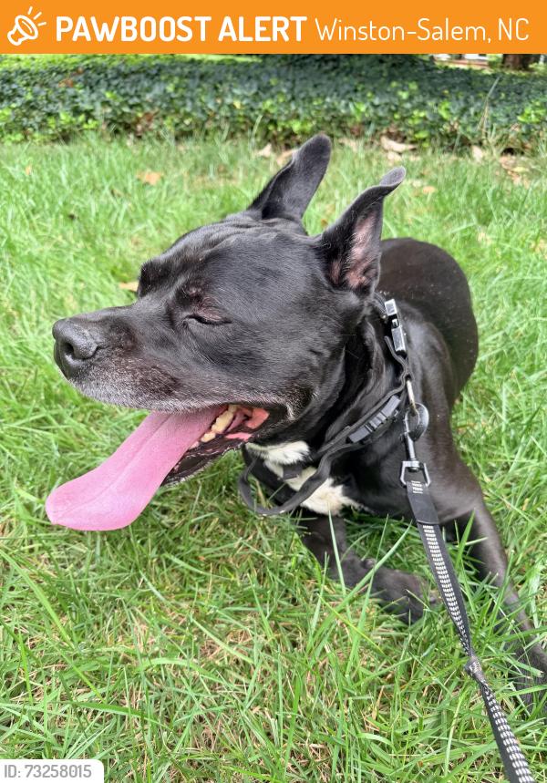 Found/Stray Male Dog last seen Staffordshire Rd & Quilling Rd, Winston-Salem, NC 27104
