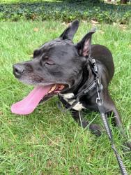 Found/Stray Male Dog last seen Staffordshire Rd & Quilling Rd, Winston-Salem, NC 27104