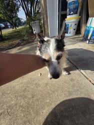 Reunited Male Dog last seen Fox chase dr and Dart dr, Haughton, LA 71037