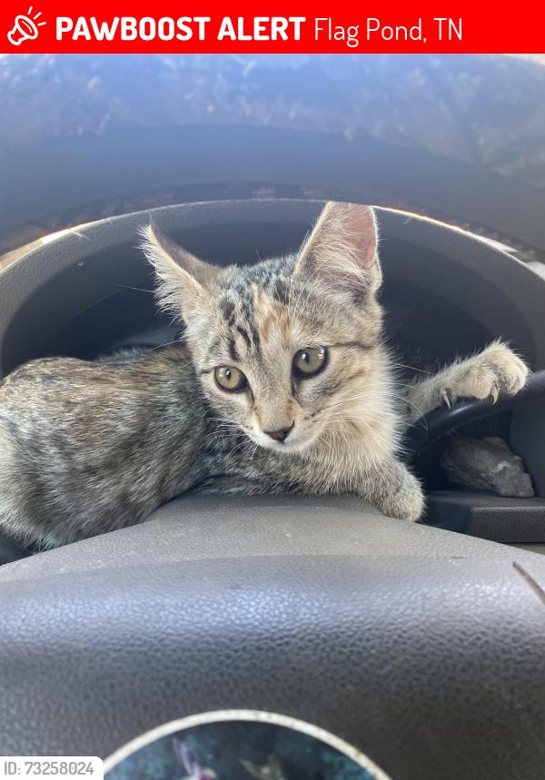 Lost Female Cat last seen triple falls state park, tennessee, Flag Pond, TN 37657