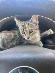 Lost Female Cat last seen triple falls state park, tennessee, Flag Pond, TN 37657
