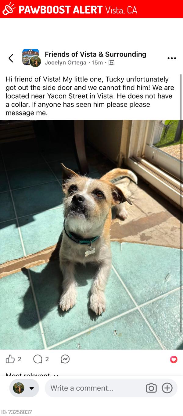 Lost Male Dog last seen Tavon street, Vista, CA 92083