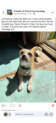 Lost Male Dog last seen Tavon street, Vista, CA 92083