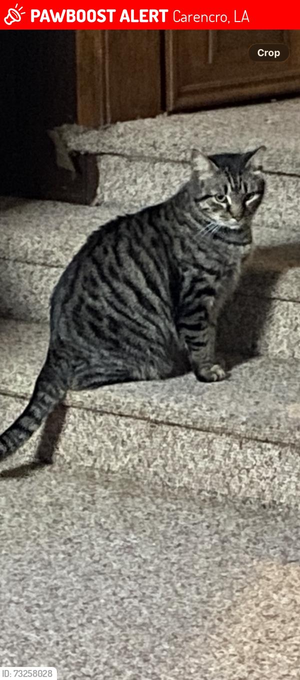 Lost Male Cat last seen Missing, Carencro, LA 70520