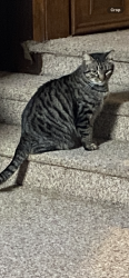Lost Male Cat last seen Missing, Carencro, LA 70520