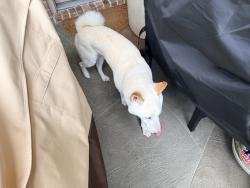 Found/Stray Male Dog last seen Whistle Creek, Houston, TX 77433