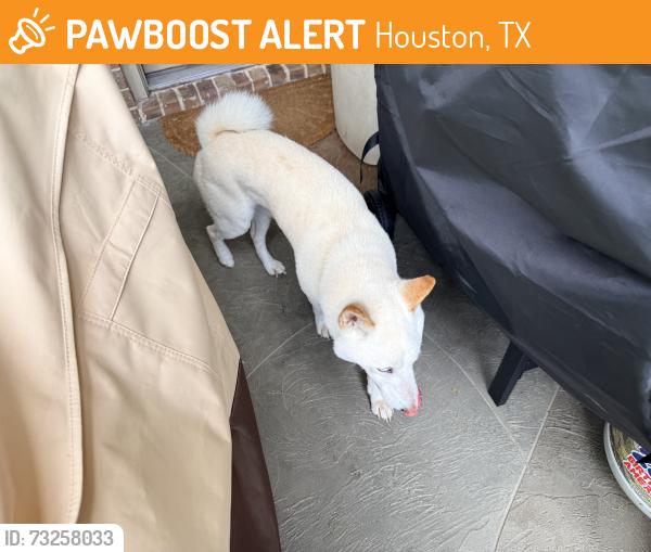 Found/Stray Male Dog last seen Whistle Creek, Houston, TX 77433