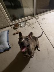 Found/Stray Male Dog last seen Atherton Dr and Main Street, Manteca, CA 95337