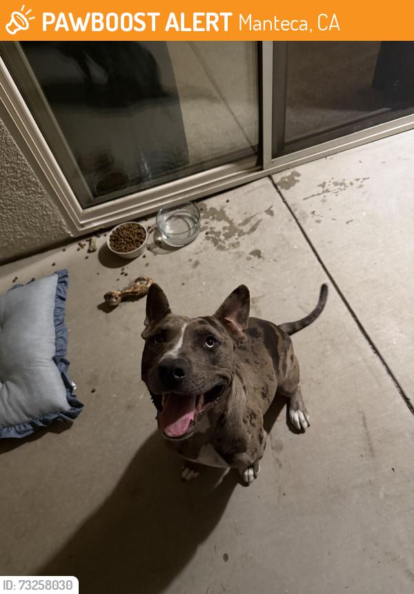 Found/Stray Male Dog last seen Atherton Dr and Main Street, Manteca, CA 95337