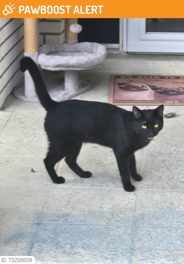 Found/Stray Male Cat last seen Carey St., Inverness Highlands North, FL 34453