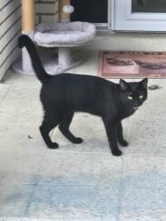 Found/Stray Male Cat last seen Carey St., Inverness Highlands North, FL 34453