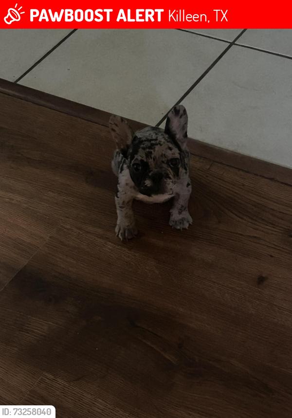Lost Female Dog last seen east central texas expressway, Killeen, TX 76549