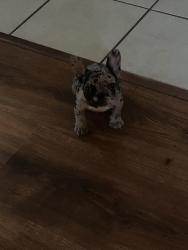 Lost Female Dog last seen east central texas expressway, Killeen, TX 76549