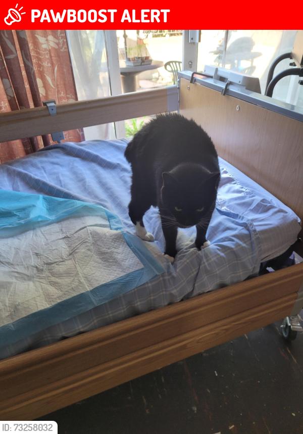 Lost Female Cat last seen Strood, Medway, England ME2 2HU