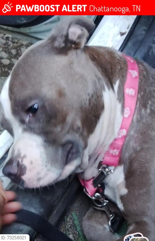 Lost Male Dog last seen Circle K on the BLVD, Chattanooga, TN 37408