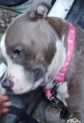 Lost Male Dog last seen Circle K on the BLVD, Chattanooga, TN 37408