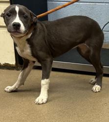 Shelter Stray Female Dog last seen Near EMBARCADERO DRIVE, 30058, GA, 3280 Chamblee Dunwoody Rd, Chamblee, GA 30341, USA