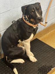 Shelter Stray Male Dog last seen Near FAIRINGTON ROAD D7 Lithonia, 30038, 30038, GA, 3280 Chamblee Dunwoody Rd, Chamblee, GA 30341, USA